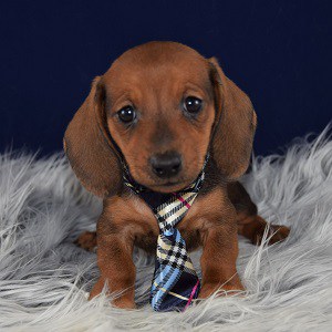 Dachshund Puppies for Sale in PA | Dachshund Puppy Adoptions