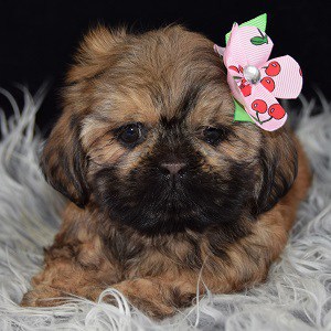 Shih Tzu Puppies For Sale in PA | Shih Tzu Puppy Adoptions