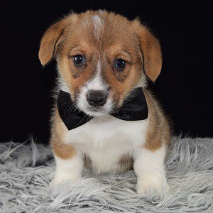 Corgi Puppies for sale in PA | Ridgewood Corgi Puppy Adoptions