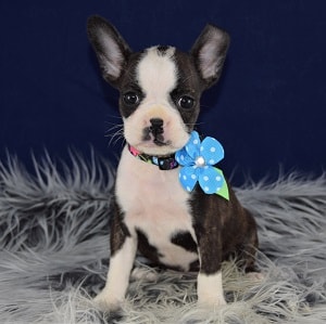 Boston Mix Puppies for sale in PA | Ridgewood Boston Mixed Adoptions