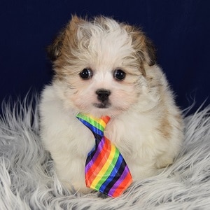 Maltese Mix puppies for sale in PA | Maltese Mixes