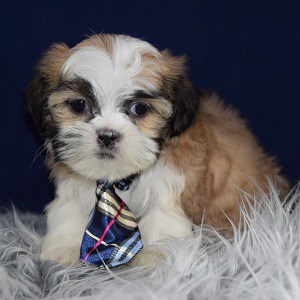 Shih Tzu Puppies For Sale in PA | Shih Tzu Puppy Adoptions