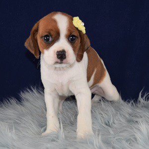 Cavalier mix puppies for sale in PA | Ridgewood puppies