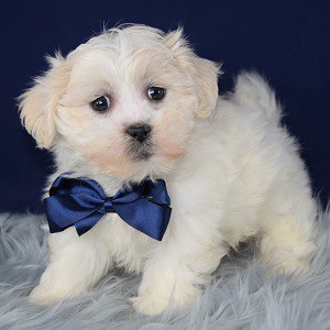 Shichon Puppies for Sale in PA | Shichon Puppy Adoptions