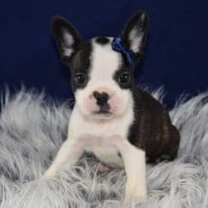 Boston Mix Puppies for sale in PA | Boston Adoptions