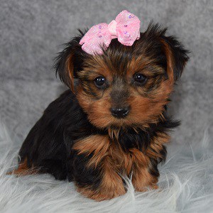 Yorkie Puppies for Sale in PA | Yorkie Puppy Adoptions