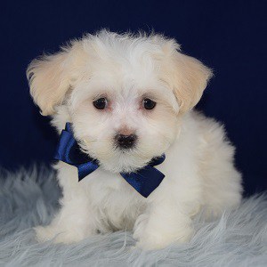 Maltese Puppies for Sale in PA | Maltese Puppy Adoptions