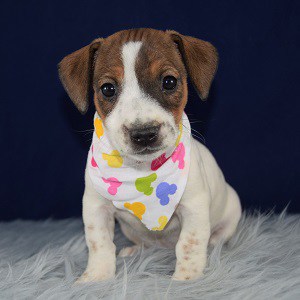 jack russell terrier for sale