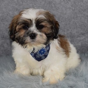 Shih Tzu Puppies For Sale in PA | Shih Tzu Puppy Adoptions