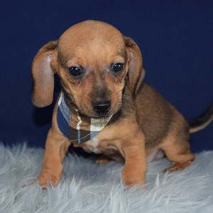 mini chiweenie puppies for sale
