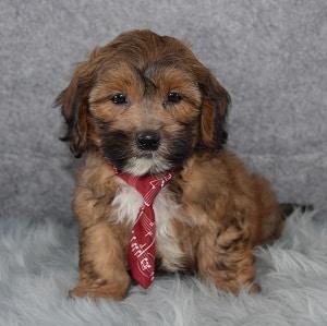 Shihpoo Puppies For Sale In Pa Shihpoo Puppy Adoptions