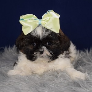 Shih Tzu Puppies For Sale In Pa Shih Tzu Puppy Adoptions