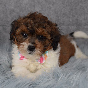 Shihpoo Puppies for Sale in PA | Shihpoo Puppy Adoptions