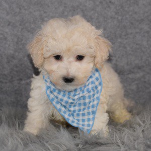 Maltipoo Puppies for Sale in PA | Maltipoo Puppy Adoptions