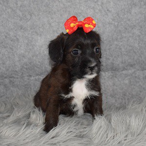 Cavalier mix puppies for sale in PA | Ridgewood puppies