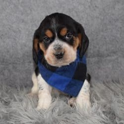 beagle puppies beaglier juju