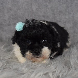 Shih Tzu mix puppies for sale in PA | ShihTzu Mixed Puppy ...