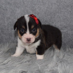 Corgi Puppies For Sale In Pa Ridgewood Corgi Puppy Adoptions