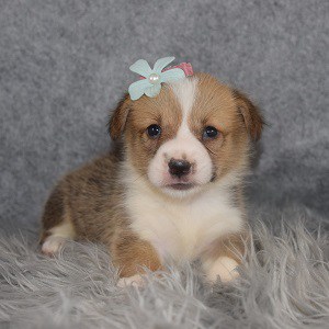 Corgi Puppies For Sale In Pa Ridgewood Corgi Puppy Adoptions