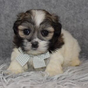 Mal-shi puppies for sale in NY