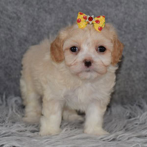 Maltipoo puppies for sale in NY