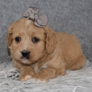 cavalier mixed puppies for sale in VA