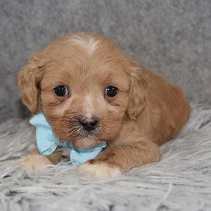 cavalier mixed puppies for sale in PA