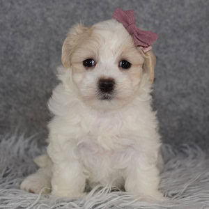 Maltipoo puppies for sale in CT