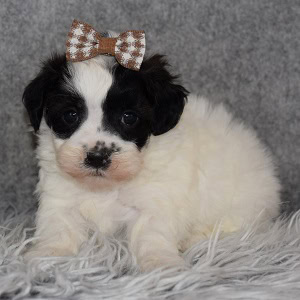 Shichon puppies for sale in NJ