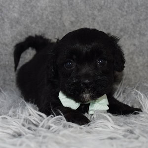 Shihpoo puppies for sale in ME