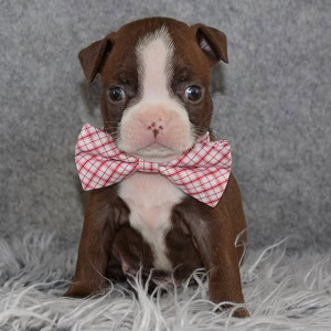 Boston Terrier puppies for Sale in NY