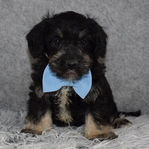 schnoodle adoptions in MD