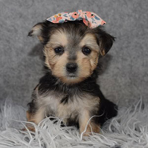 Morkie puppies for sale in NY