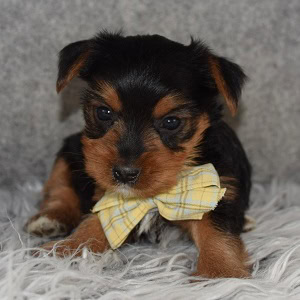 Yorkie puppies for sale in MA