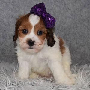 Teddypoo puppies for sale in PA