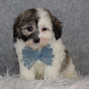 Havachon puppies for sale in PA