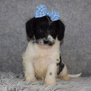 Schnoodle puppies for sale in OH