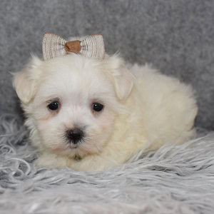 Maltest Puppies for Sale in MD