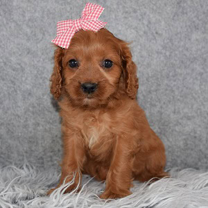 Cavapoo puppies for sale in NY