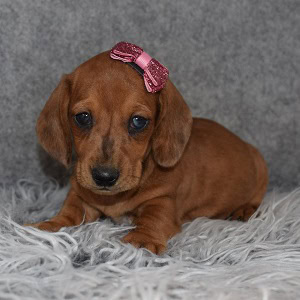 dachshund puppies for sale in NJ