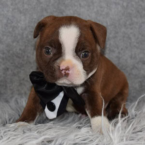 Boston Terrier puppies for Sale in CT