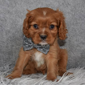 Cavalier puppies for Sale in NJ