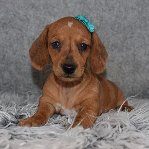 dachshund puppies for sale in ME