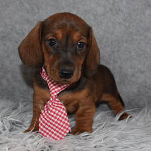 Dachshund puppies for sale in MA