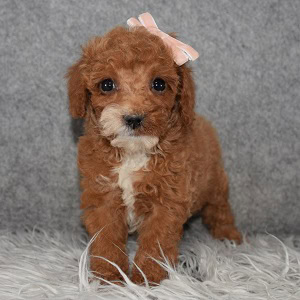Poodle puppy adoptions in MD