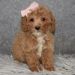 Poodle puppy adoptions in NJ