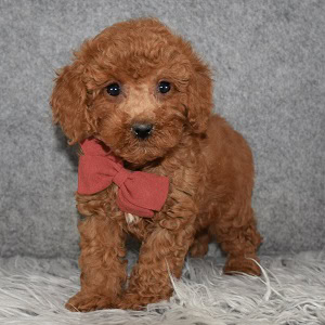 Poodle puppies for sale in VA