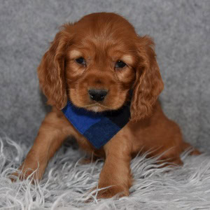 Cocker puppies for sale in NJ