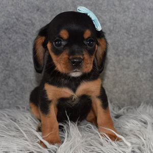 beagle mix puppies for sale in NY