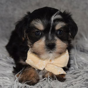 morkie puppy adoptions in NY